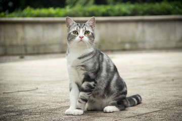 Cute Calm Cat Portrait Photography Animal Close Up