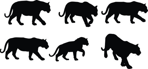 Panther silhouette walking poses, stealthy big cat vector, animal motion study, black shape, jungle predator, cad drawing flat vector illustration