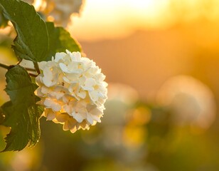 Beautiful White Flower in Sunlight.