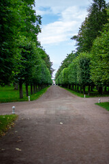 Obraz premium Beautiful garden of green trees