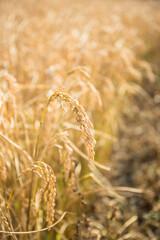Close Up Rice Grains Rice Ear Agriculture Photography Detail