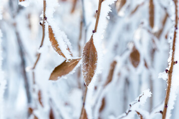 Winter Frost Covered Trees Misty Rime Ice Landscape Photography