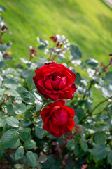 A red rose bush in a green clearing