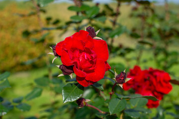A red rose bush in a green clearing