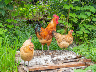 Free Range Native Chicken Outdoor Farm Poultry Photography