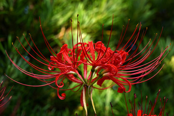 美しい彼岸花の華の景色