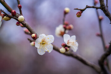 Freshly Bloomed Wintersweet Flower Spring Close Up Photography