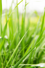 Fototapeta premium Spring Green Grass Fresh Scenic Background Nature Landscape