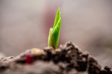 Fresh Green Grass Seedlings in Spring Growth Stage