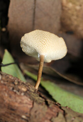 単体アミスギタケの管孔デザイン形状（アウトドアフィールド菌＆キノコ類マクロ撮影）