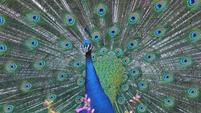 Close up ofa peacock with feathers open turning and moving around ona sunny day