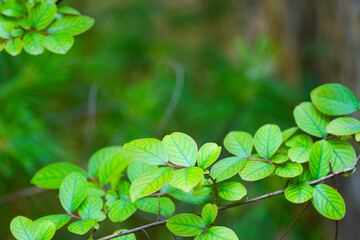 Summer Green Tree Leaves Botanical Background Pattern