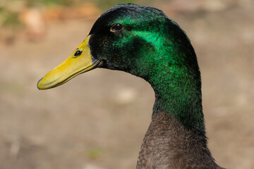 Close up of a colorful duck head
