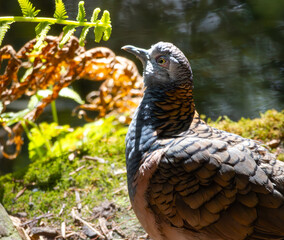 A Bar-Shouldered Dove with natural background