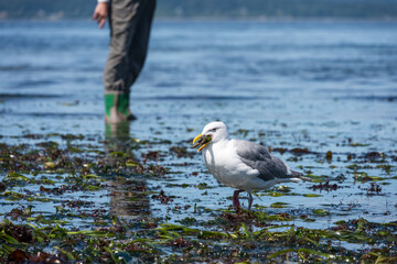 Gull with a sea star in its mouth standing on the beach at low tide, person standing in background, Golden Gardens city park, Seattle, Washington
