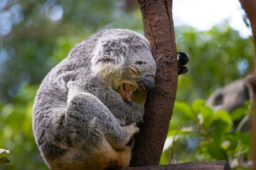 A Koala in a tree yawning