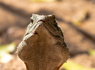 Close up of a Eastern Water Dragon