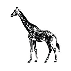 Detailed Giraffe Side View 