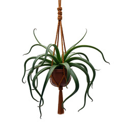 A striking image features a lush, green plant gracefully suspended within a woven, brown macrame plant hanger against a deep black backdrop, showcasing natural textures and a sense of botanical...