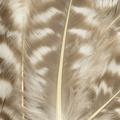 Detailed Snowy Owl Feather Texture, Isolated on White Background in High Resolution.