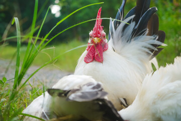 White Bantam Rooster In Grass With Red Comb And Black Tail Feathers Outdoors
