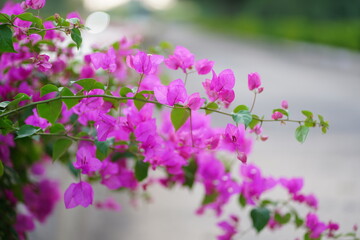 Naklejka premium Bright Pink Bougainvillea Vines Along a Soft-Focus Garden Path By a Sunny Street