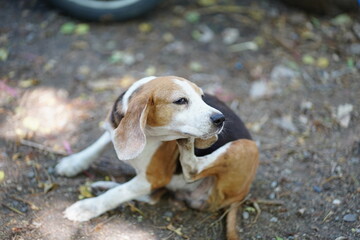 Beagle Dog Outdoors Scratching Its Body On Dirt Ground With Calm, Relaxed Expression In Natural Setting