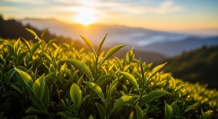 Lush green tea leaves bathed in warm golden sunrise light on a rolling hillside