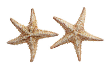 Two starfish, light beige,  isolated on black