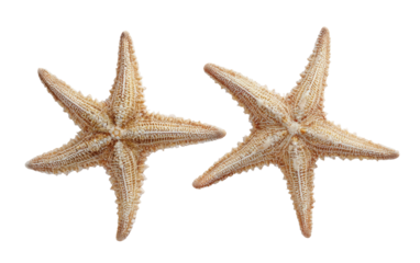 Two starfish, light beige,  isolated on black