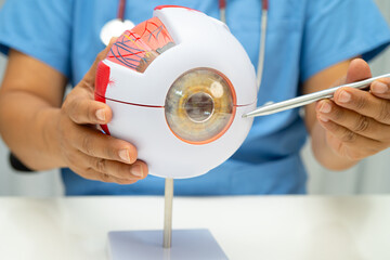 Asian doctor with eye human anatomy model for study diagnosis and treatment in hospital.