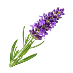 Fototapeta premium Purple lavender bloom green leaves isolated on a transparent background