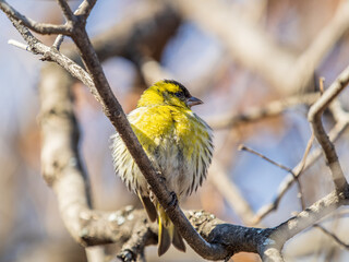 Eurasian siskin male, latin name spinus spinus, sitting on branch of tree. Cute little yellow songbird.