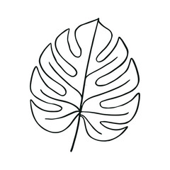 Monstera leaves  illustration  design