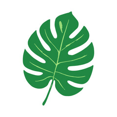 Monstera leaves  illustration  design