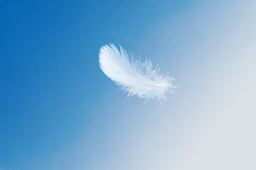Soft White Feather Floating on a Blue Sky. Fluffy Downy. Freedom, Floating Freely, Peace. Softness of Feathers Falling in Heavenly.	
