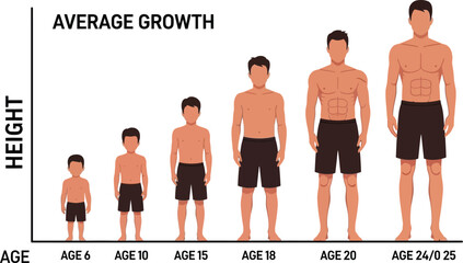 Average height growth chart for boys and teenagers diagram info vector
