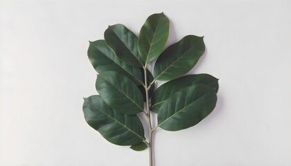 Obraz premium A branch with brown leaves on a white background, the leaves are oval-shaped and have a smooth texture, the branch is thin and white