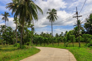 Obraz premium Road with palm trees and wires overhead