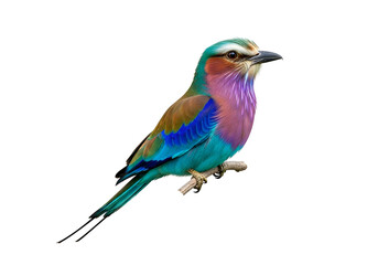 Fototapeta premium Lilac Breasted Roller Perched on Branch against Plain Backdrop for Stock Use