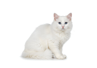 Fototapeta premium Elegant white Turkish Angora cat with striking blue eyes sitting gracefully against a clean white background, a serene and photogenic feline