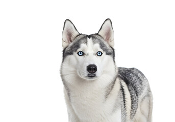 Fototapeta premium Captivating portrait of a husky dog with striking blue eyes, showcasing its beauty and charm in a minimalist setting, perfect for animal lovers