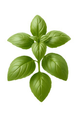 Basil High quality Realistic image.