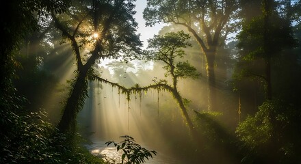 Obraz premium Sunlight Filtering Through Lush Rainforest Canopy.