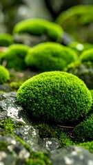 Close-up of vibrant green moss clumps on dark rocks.  A natural, earthy scene