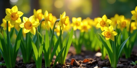 Golden Daffodils Basking in the Warmth of Sunlight, a Field of Vibrant Yellow Blooms