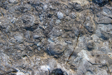Obraz premium Textured rock surface displaying ancient fossils, showcasing intricate patterns and natural history, ideal for educational and geological exploration purposes