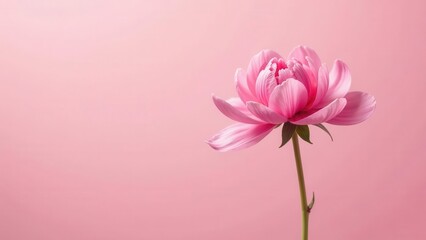 Obraz premium A single delicate pink blossom, elegantly displayed against a soft pink backdrop, evokes feelings of serenity and grace.