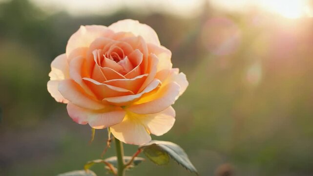 Peach Rose Blooming in Soft Sunlight with Blurred Green Garden Background
