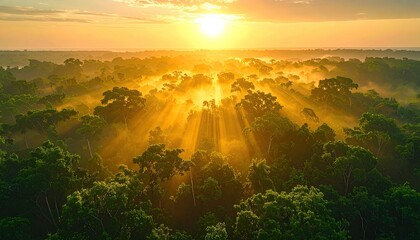 Sunrise over Lush Green Forest Canopy with Golden Sun Rays Piercing Through Morning Mist Aerial View Warm Light and Nature's Serenity